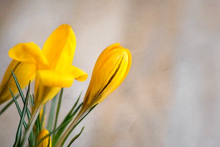 Yellow spring flower spring flower spring photo