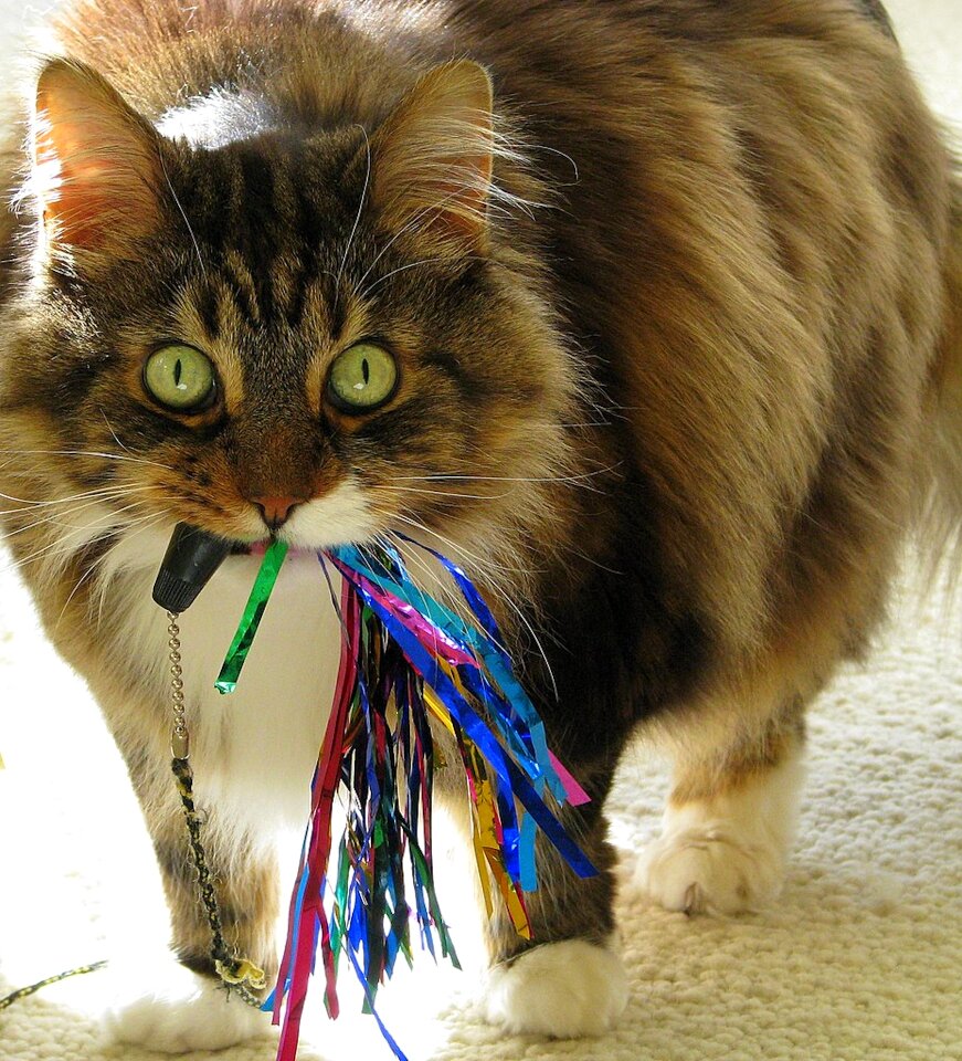 Domestic pet feline