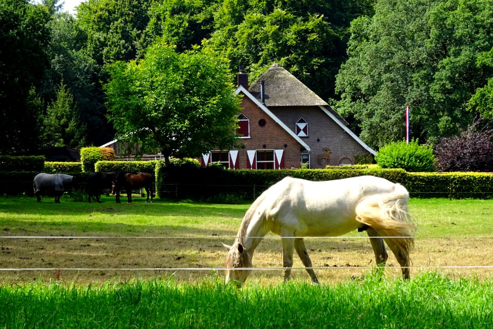 20170814_Het_Lage_Erf1_Schaarsbergen