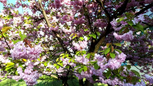20180428-171612-lodz-tree-april-2018