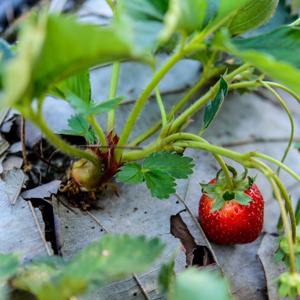 Background red fruit