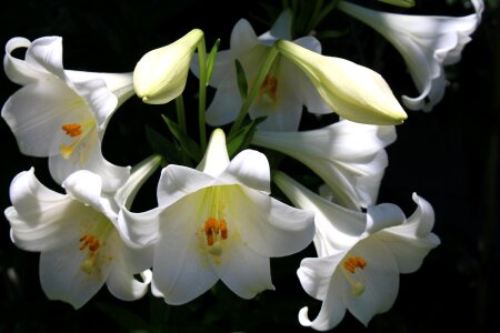 Blossom white bloom