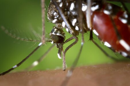 Human blood supply asian tiger mosquito vector of west nile virus