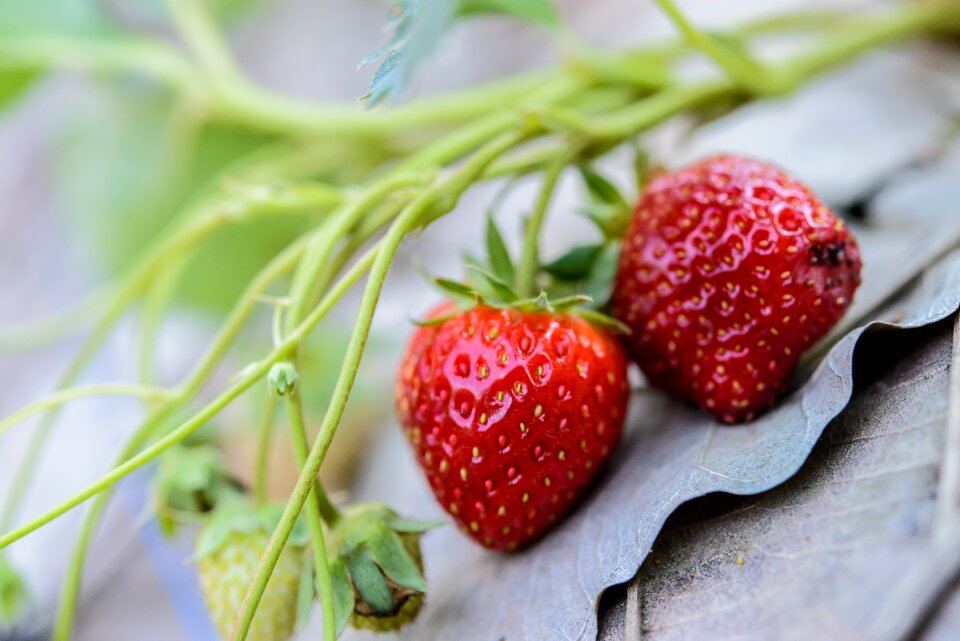 Background red fruit