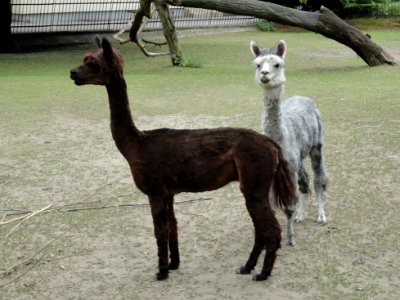 2018_Zoo_Warszawa,_alpaki,_2