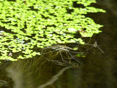 Sabater water algae