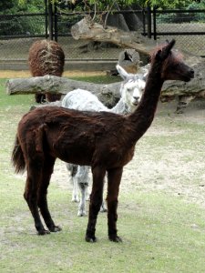 2018_Zoo_Warszawa,_alpaki,_1