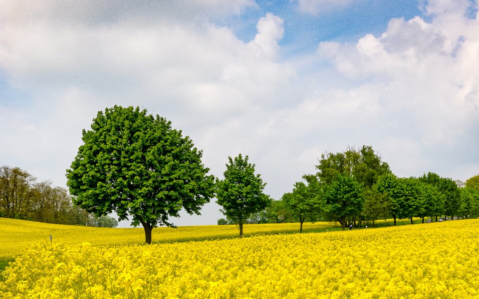 Landscape agriculture yellow