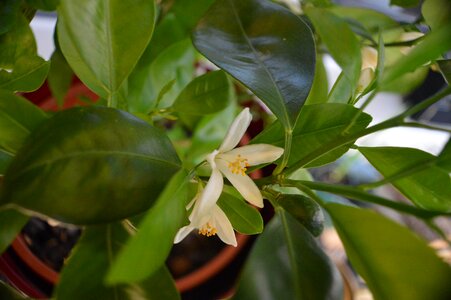 Blossom bloom potted plant
