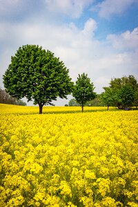Landscape agriculture yellow