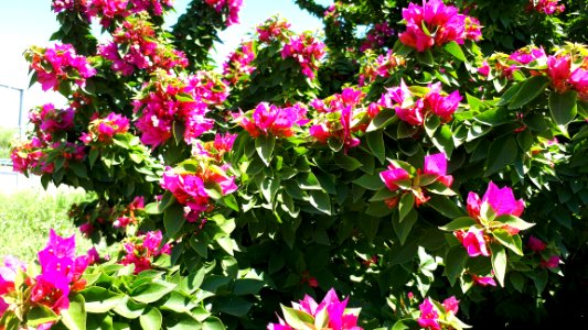 20180325-115830-flora-tiberias-galil-sea-2018