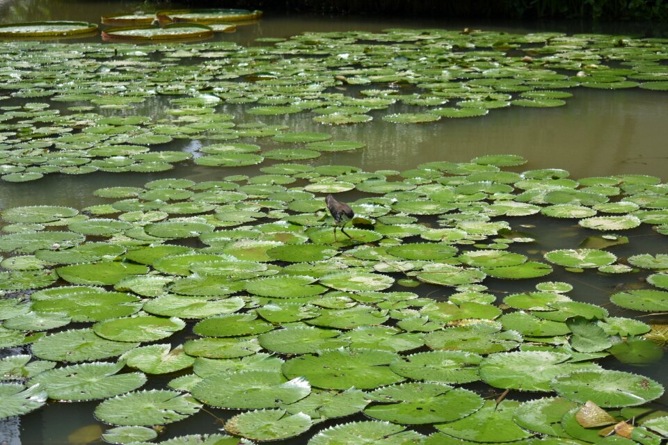 Water nature wild