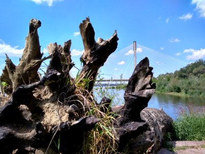 2018_Warszawa_ostroga_regulacyjna_na_Wiśle_-_martwe_drewno