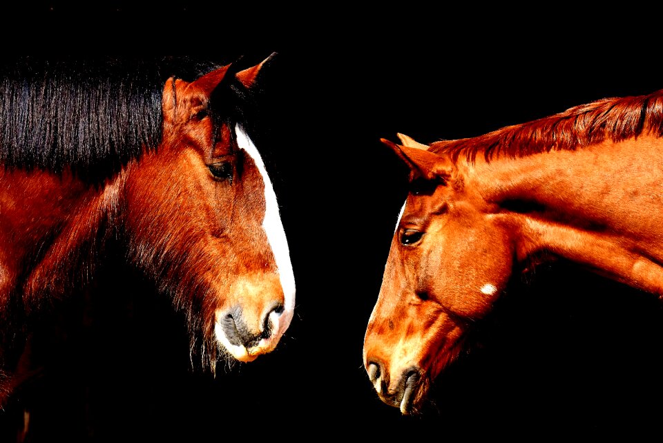 Shire horse animals two