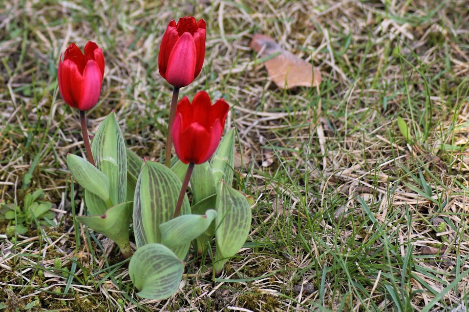 Bloom meadow springtime flowers