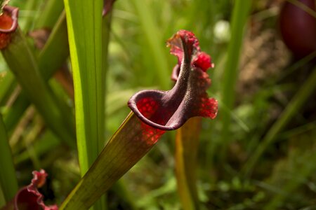 Sundew carnivorous leaves of grass photo