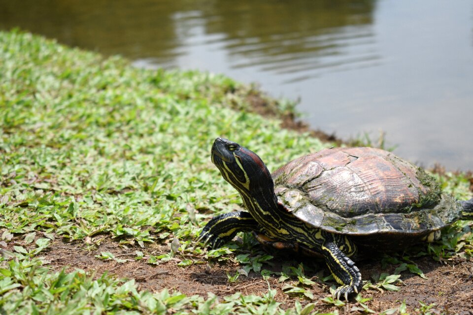Nature wild wildlife