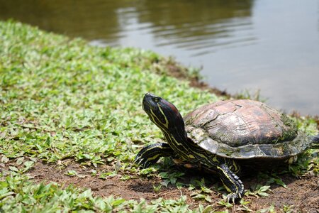 Nature wild wildlife