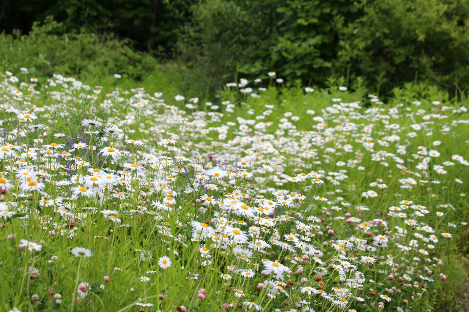 Nature flower summer