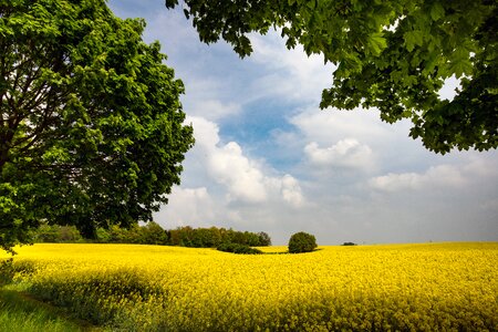 Landscape agriculture yellow