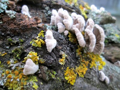 20180201Schizophyllum_commune1