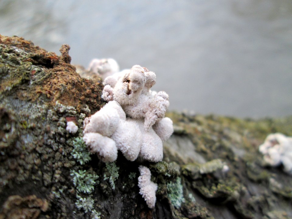 20180201Schizophyllum_commune3