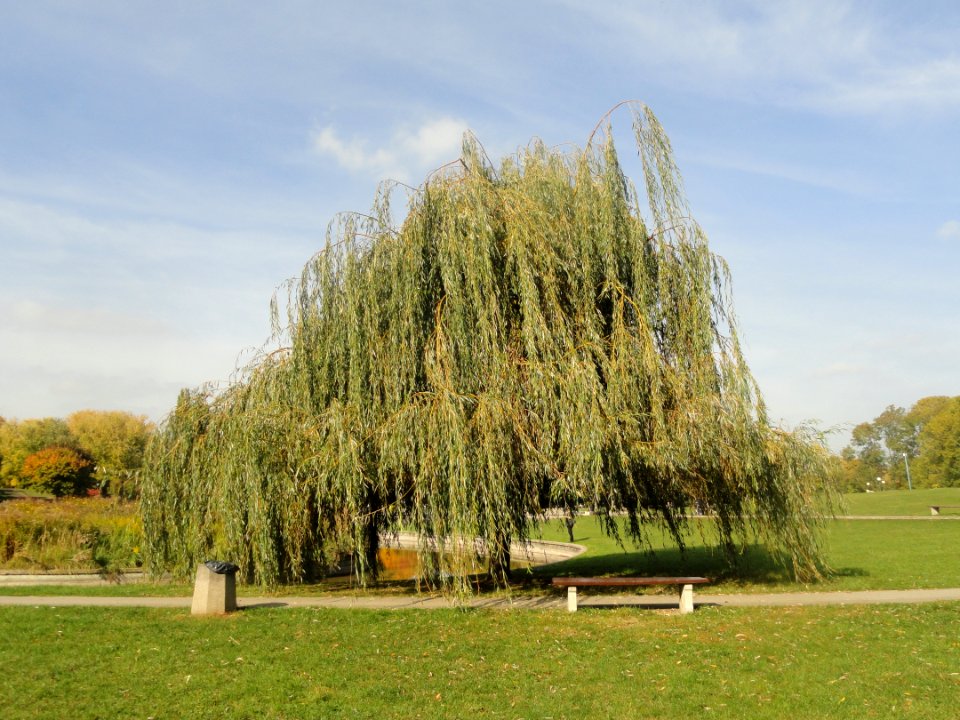2018_Warszawa_Pole_Mokotowskie,_20