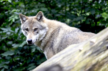 Predator canis lupus animal photo