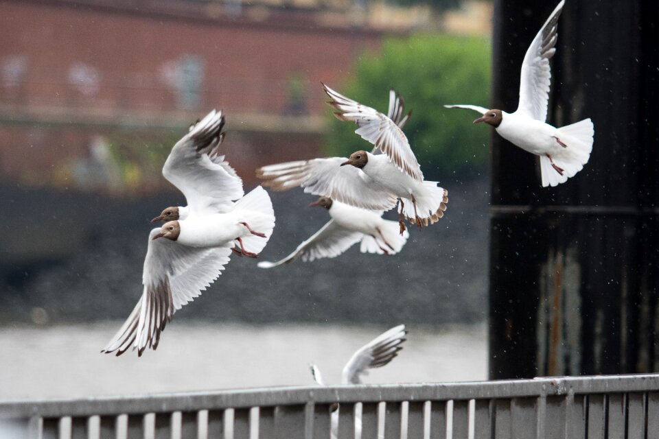 Birds nature vacations
