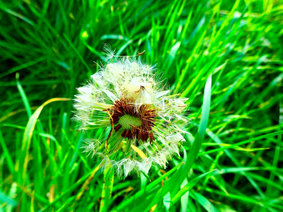 Dandelion grass summer