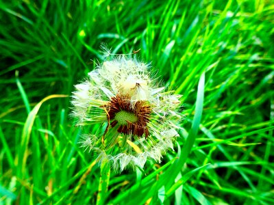 Dandelion grass summer photo