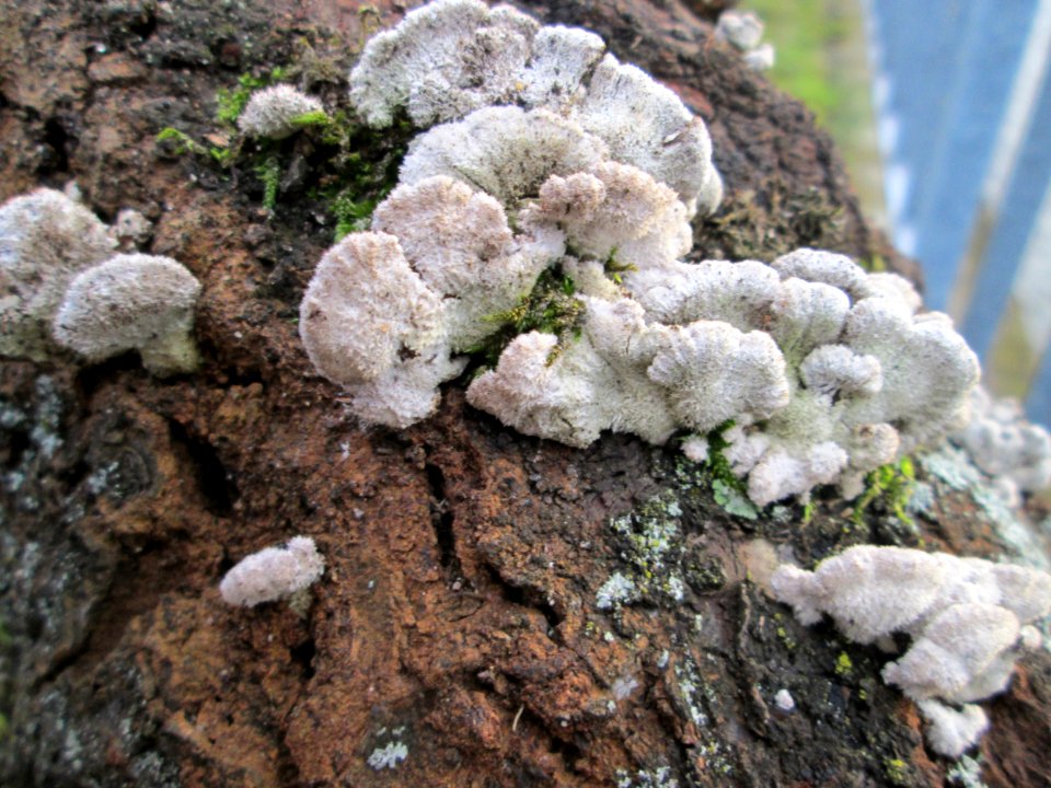 20180201Schizophyllum_commune2