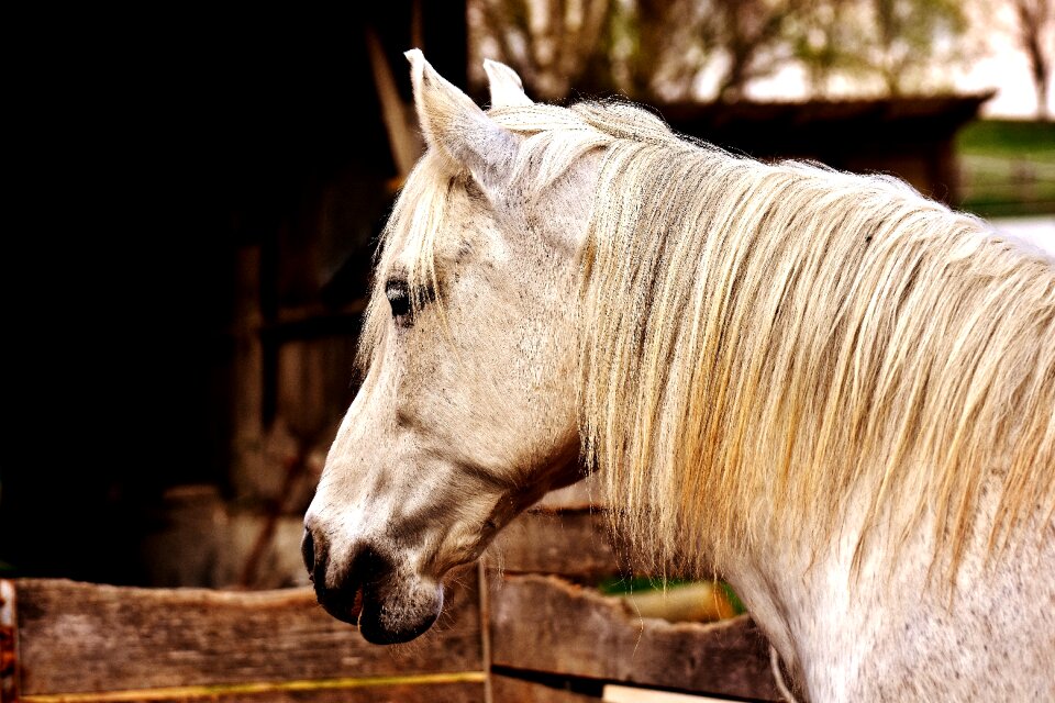 Animals animal world white reitstall