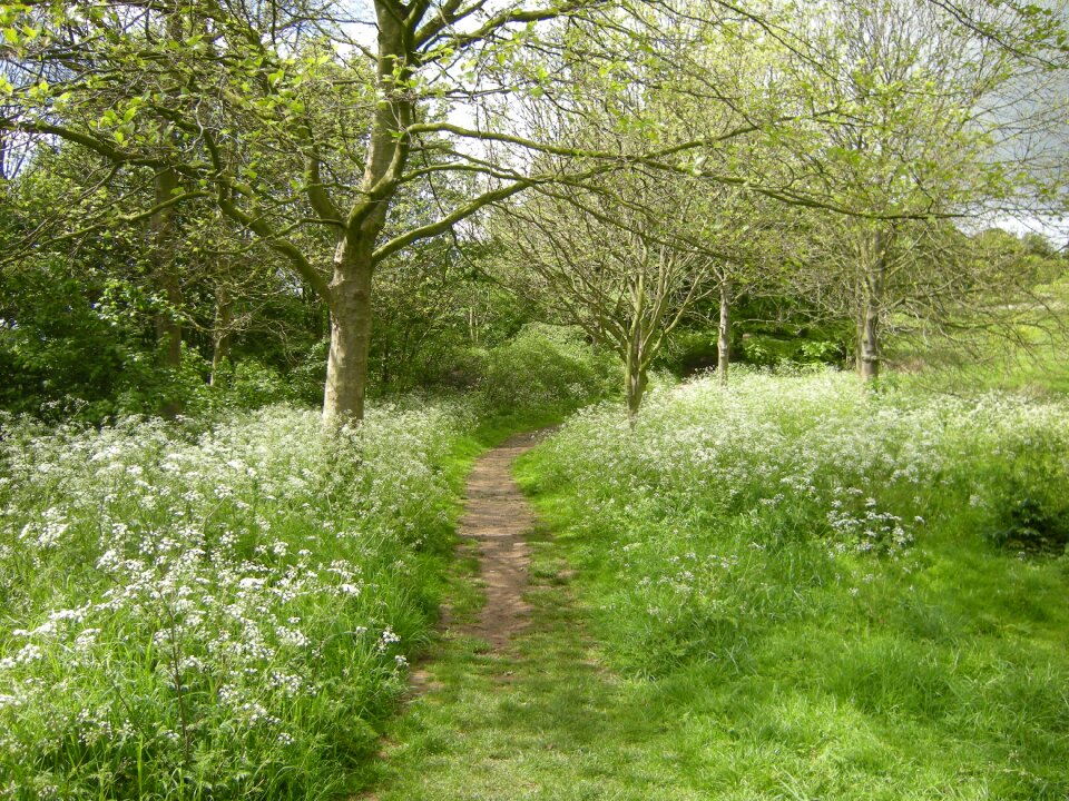 Green landscape natural