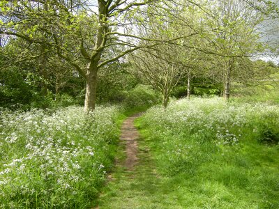 Green landscape natural