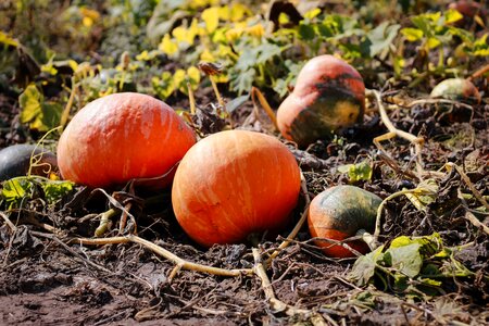 Halloween harvest nature