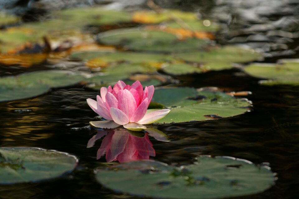 Meditation peace pink photo