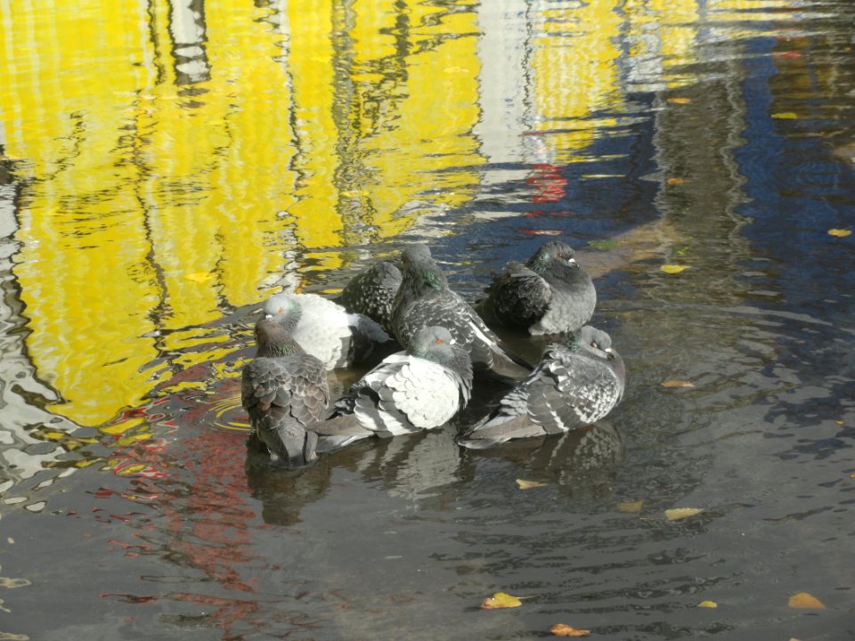 2018_Warszawa_gołębie_w_kałuży_na_Jerozolimskich,_2