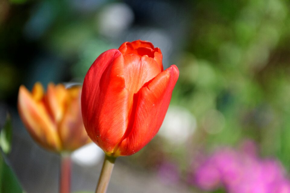 Garden macro flowers