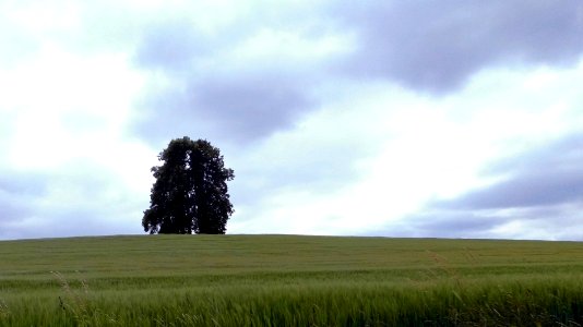 2018_Rammenau_Kleppisch_Eiche