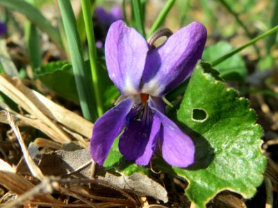 20140319Viola_odorata2