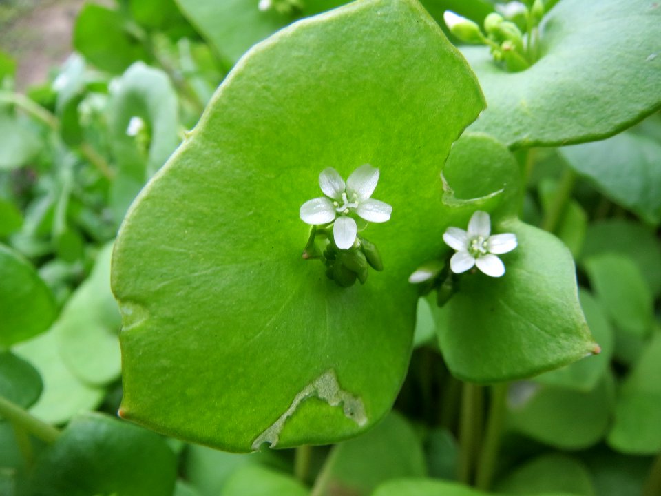 20140318Claytonia_perfoliata3