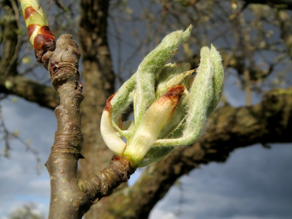 20140323Birne_Reilingen10