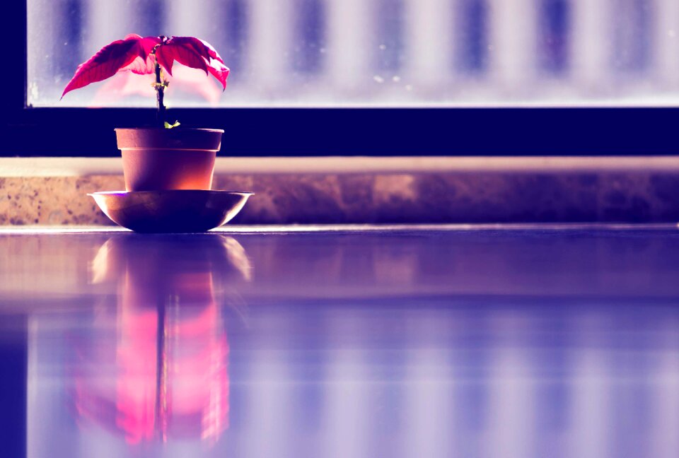Reflection reflex window