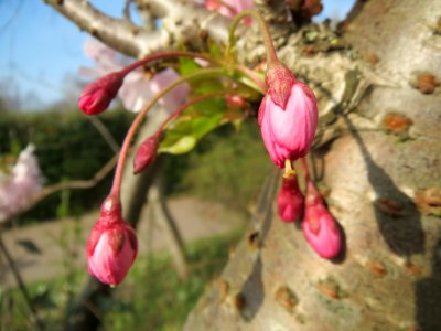 20140317Prunus_serrulata5