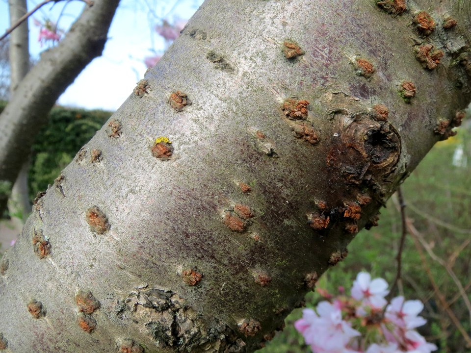 20140317Prunus_serrulata8