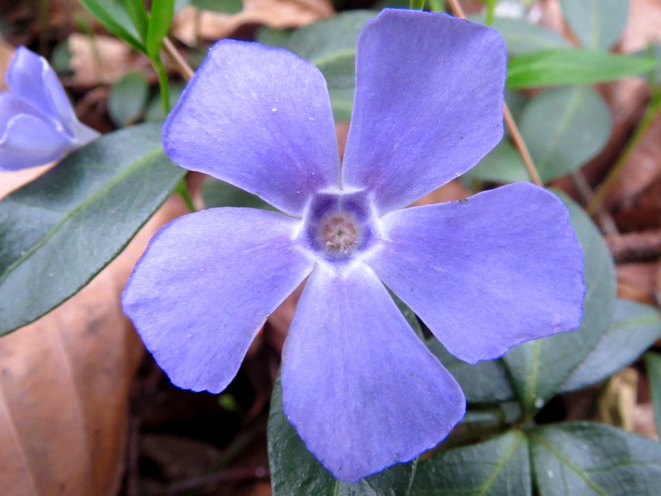 20140321Vinca_minor2