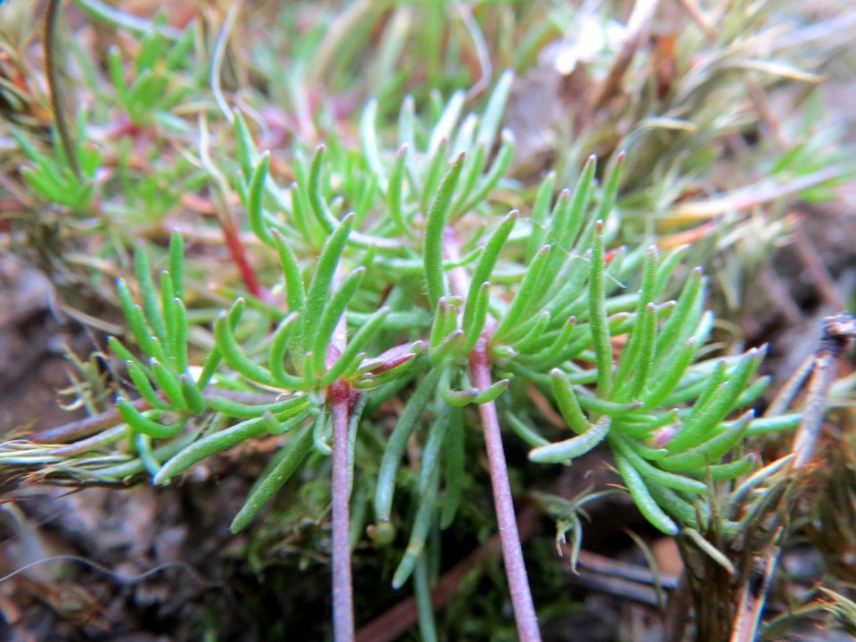 20140321Spergula_morisonii2