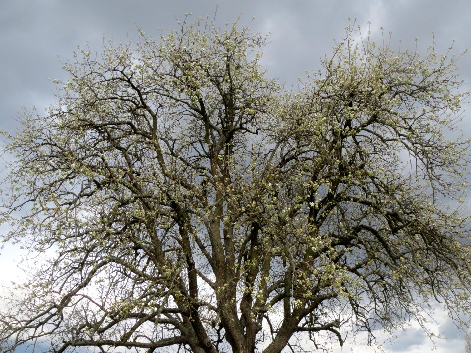20140323Birne_Reilingen03