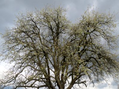 20140323Birne_Reilingen03